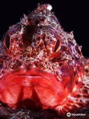 Le Tegnue: I Reef dell'Adriatico