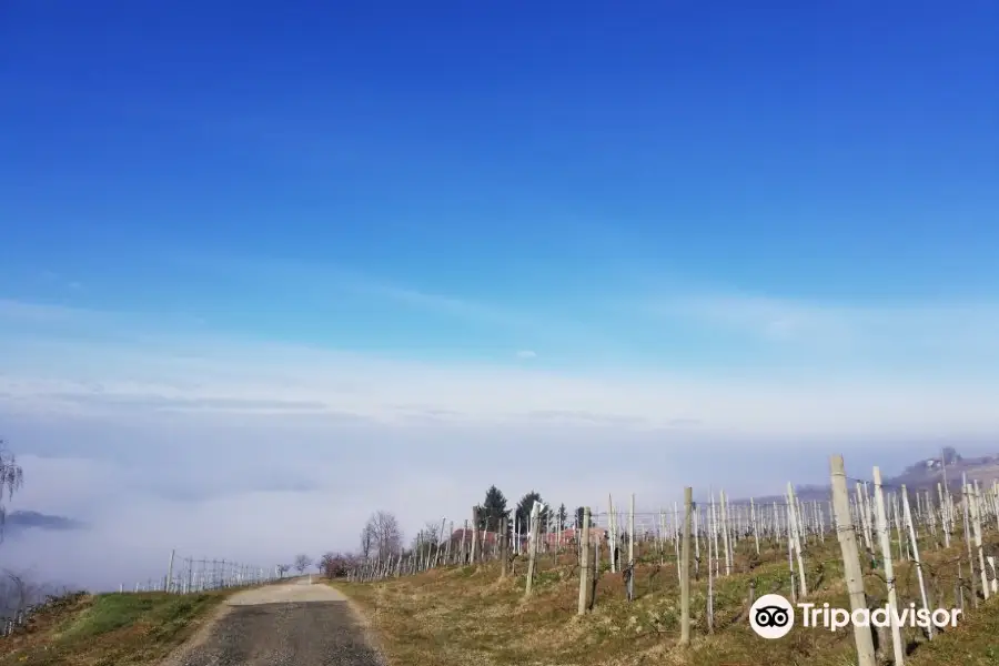 Azienda Agricola Runchet