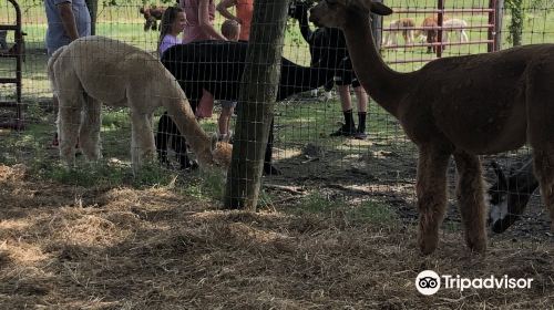 Gibraltar Bay Alpaca Farm