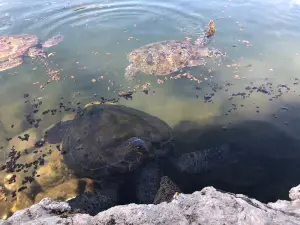 Swimming With Turtles