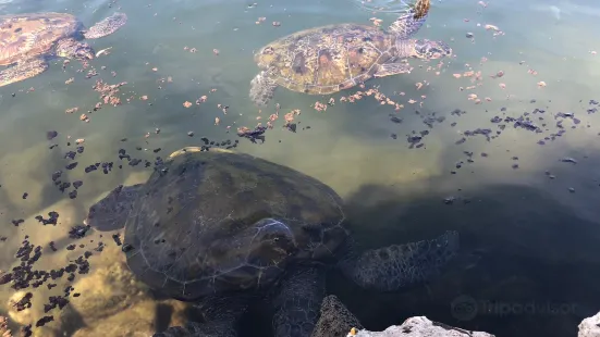 Swimming With Turtles