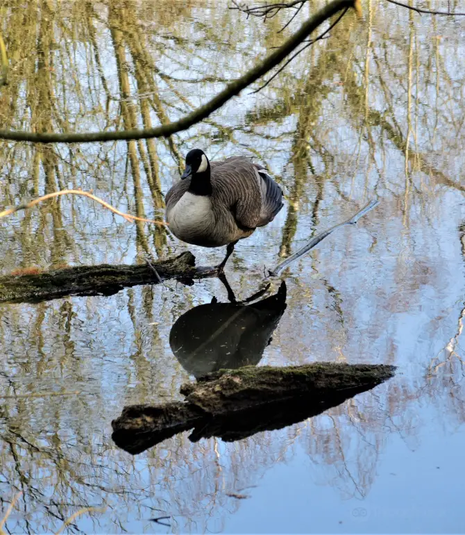 Mortsel
