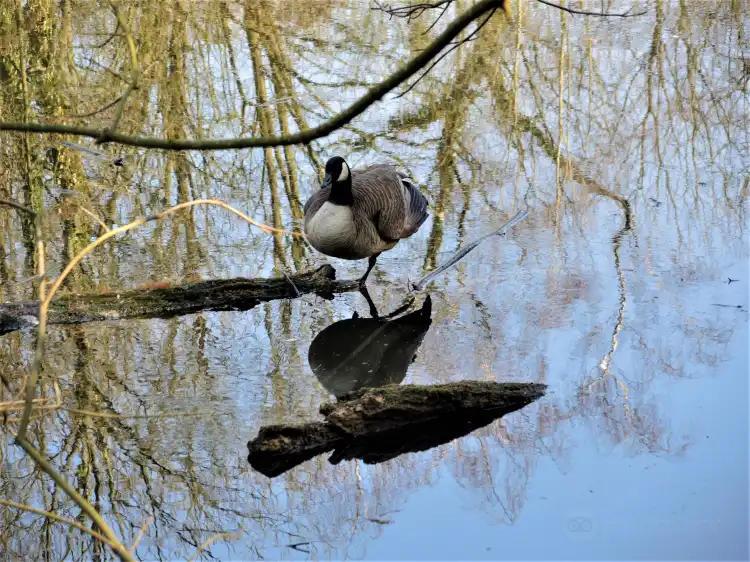 Hotels in Mortsel