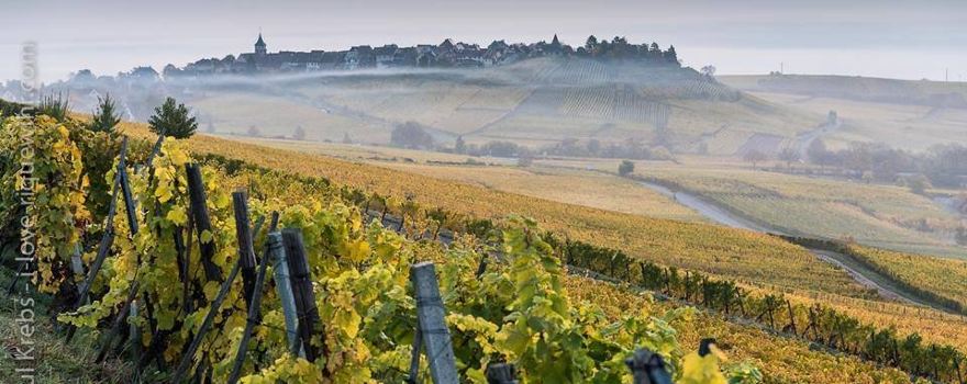 Jean Becker Le Vignoble aux 5 Sens
