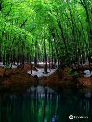 Bijin Bayashi Forest