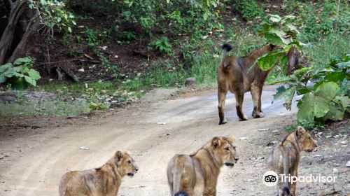 Sasan Gir National Park