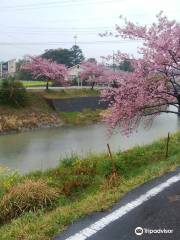 Yoritomozakura along Hodagawa River