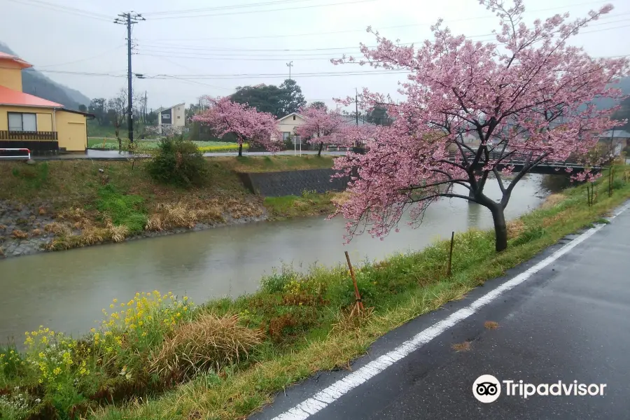 保田川沿いの頼朝桜