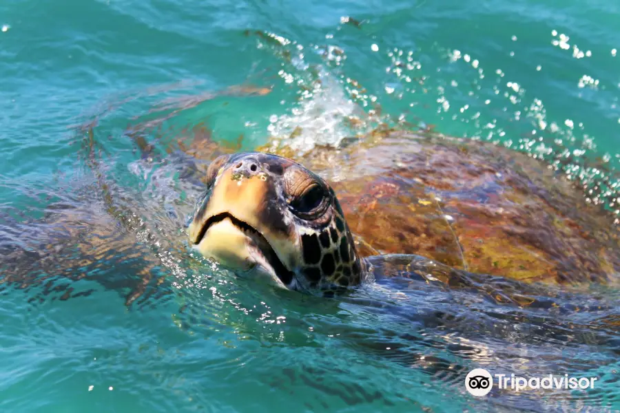 Nadando con Tortugas en El Nuro