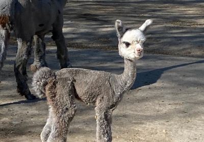 Sopris Alpaca Farm & Boutique