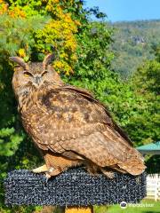 The Greenbrier Falconry