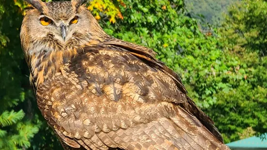 The Greenbrier Falconry