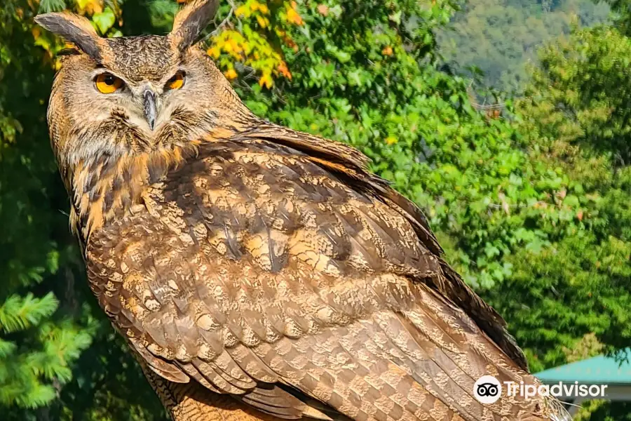 The Greenbrier Falconry