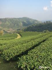 101 Tea Plantation