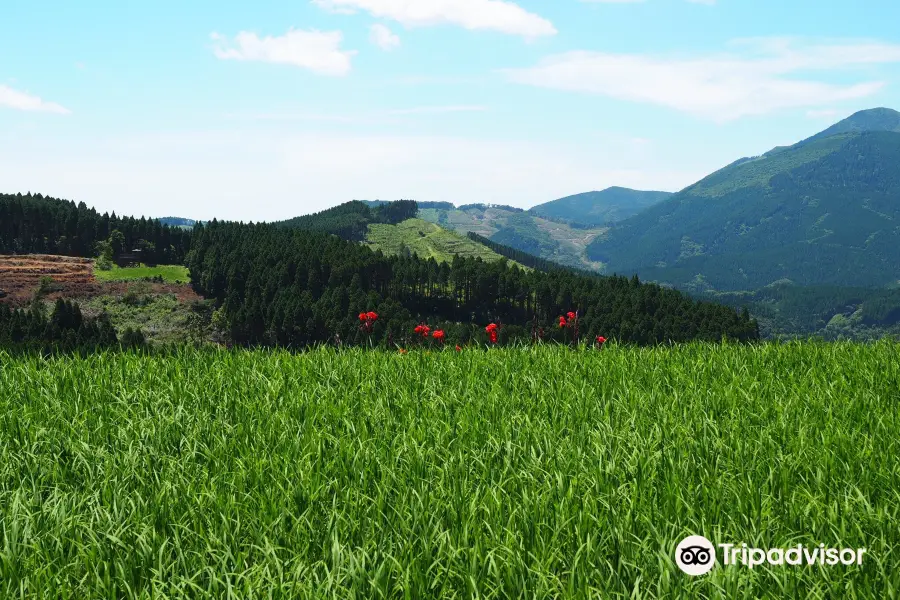 Sakamoto Rice Terrace