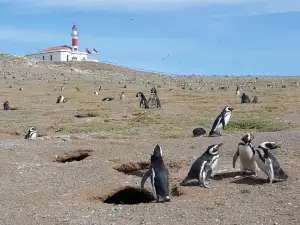 Monumento Natural Los Pinguinos