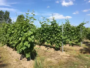 Vingaarden, Lille Gadegaard ( Vineyard )