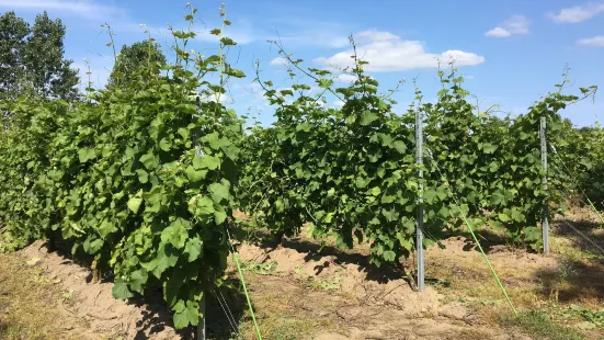 Vingaarden, Lille Gadegaard ( Vineyard )