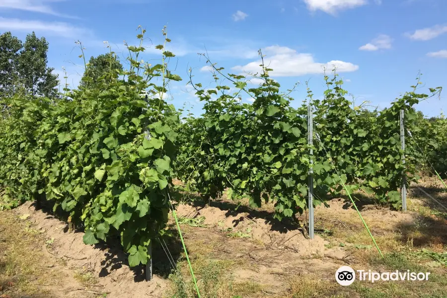 Vingaarden, Lille Gadegaard ( Vineyard )