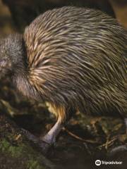 Otorohanga Kiwi House