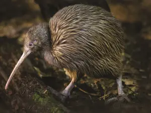 Otorohanga Kiwi House & Native Bird Park