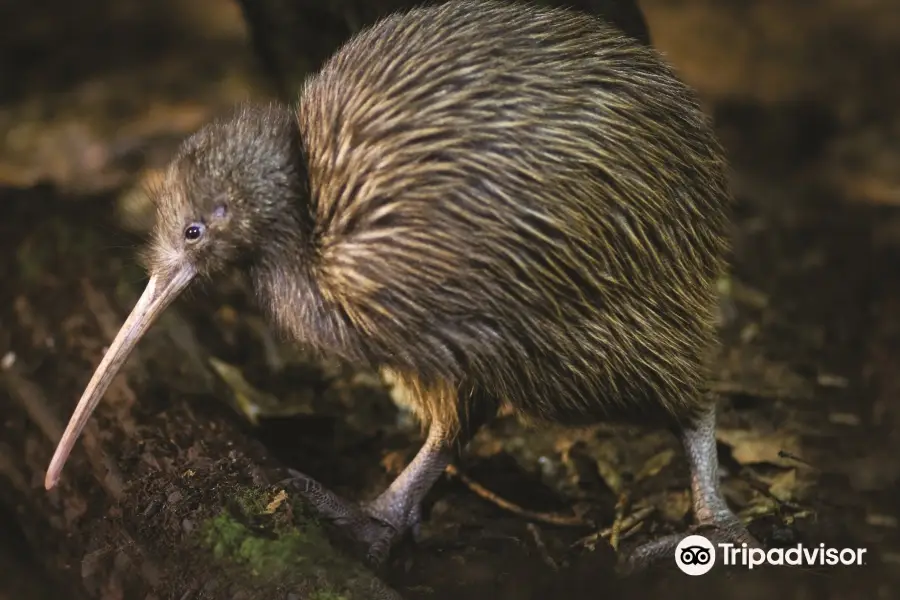 Otorohanga Kiwi House & Native Bird Park