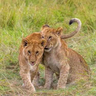 Narok