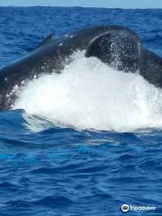 Wild Dolphin Swims with Roberta Goodman