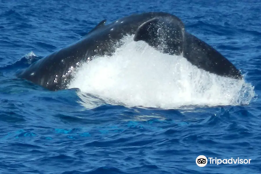 Wild Dolphin Swims with Roberta Goodman