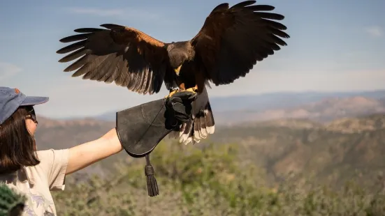 Sky Falconry