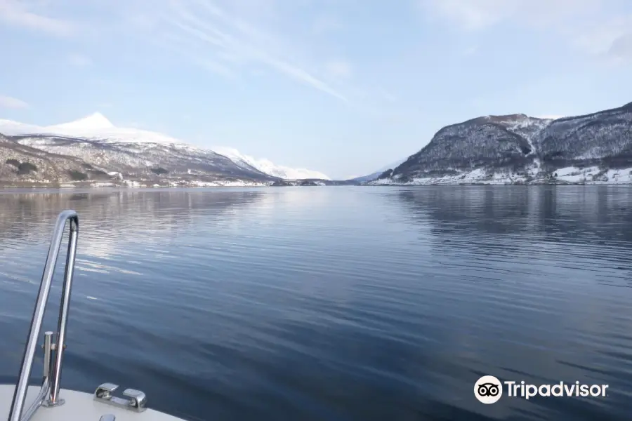 Fjordcruise Around Tromso by Arctic Sea Cruise