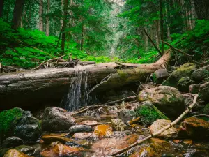 Ancient Forest/Chun T'oh Whudujut Provincial Park