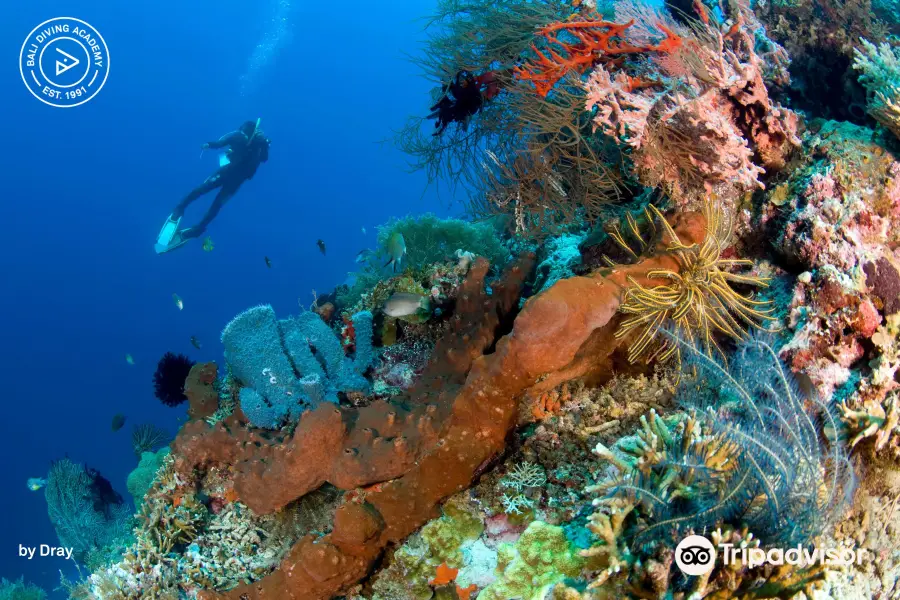 Bali Diving Academy Pemuteran