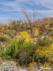 Cactus Forest Trail