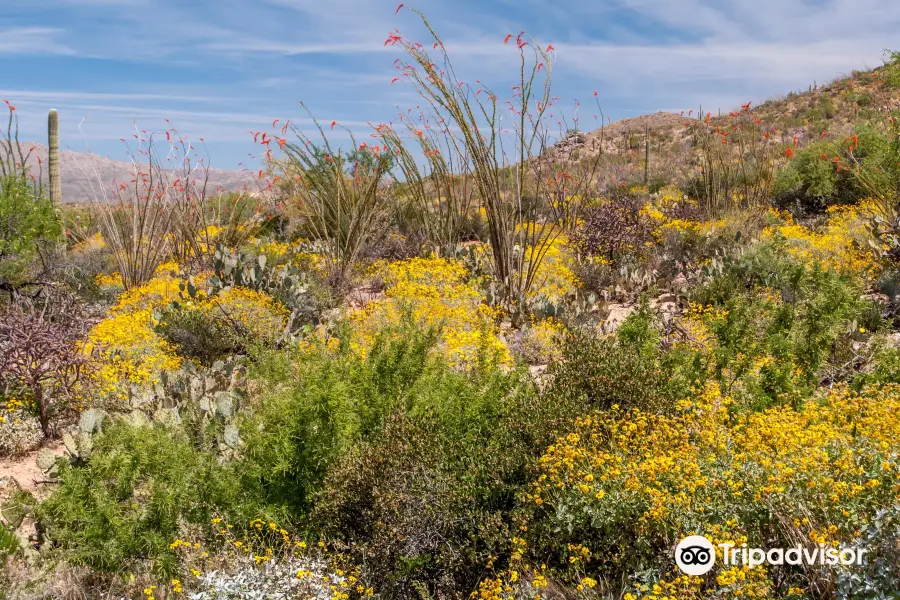 Cactus Forest Trail