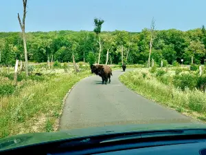 Заказник Саллис Хилл Нешнел Гейм