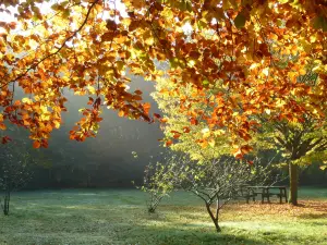 Brandon Country Park