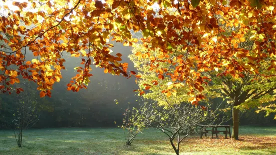 Brandon Country Park