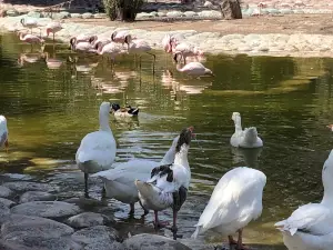 AlAreen Wildlife Park & Reserve