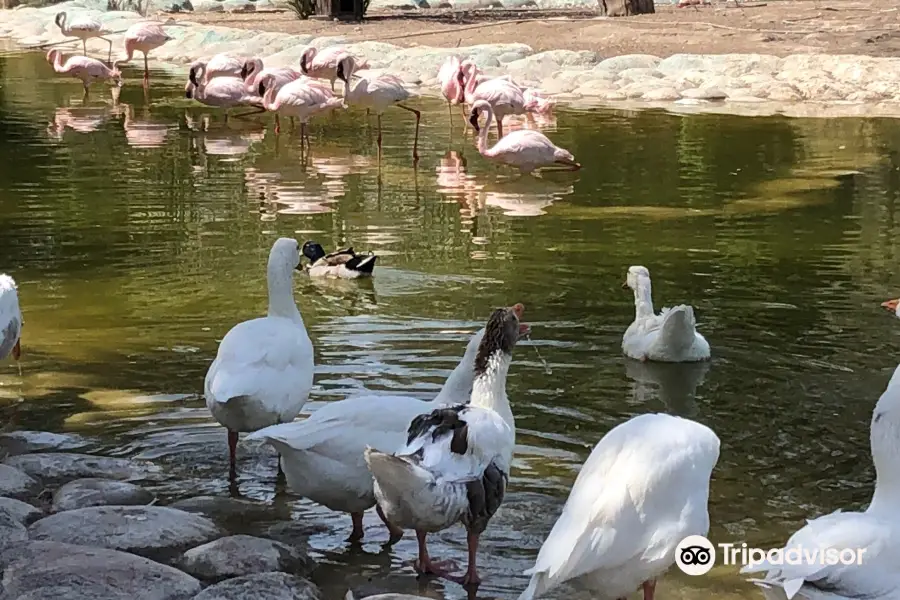 阿林野生動物公園