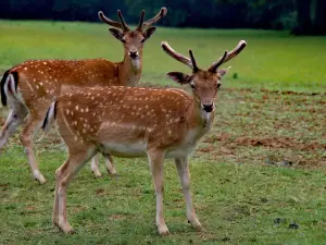 Obora Holedna