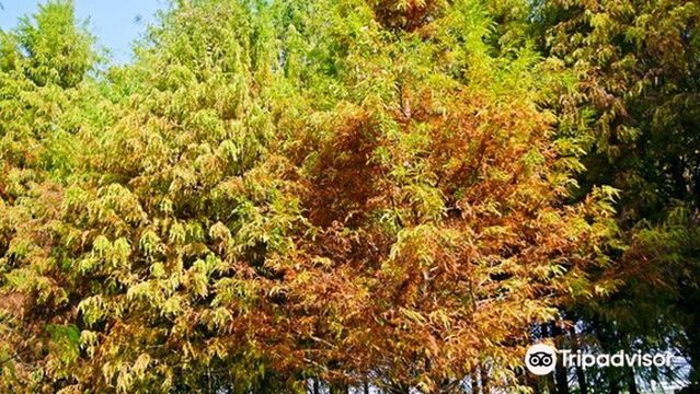 Wufeng Luoyu Songlin