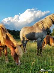 Grayson Highlands State Park