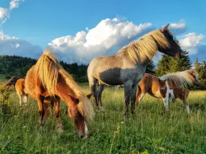 Grayson Highlands State Park