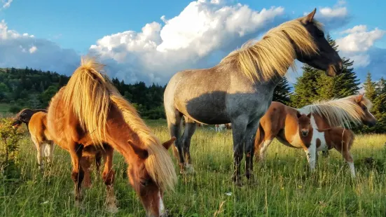 Grayson Highlands State Park