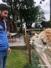 Elmet Alpaca Trekking and Tearoom