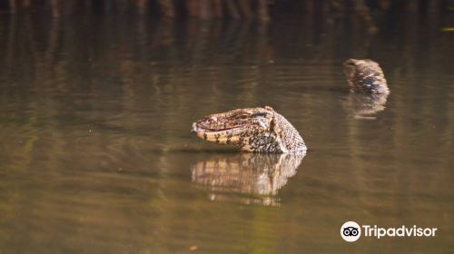 Jayasooriya lagoon boat safari service