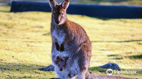 Tasmania Zoo