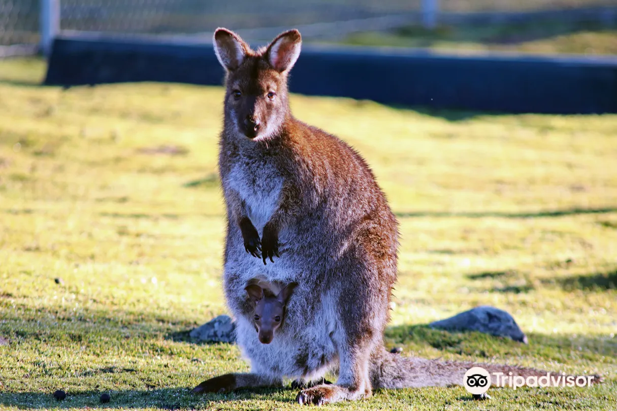 2_塔斯馬尼亞動物園