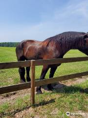 Retirement Home For Horses at Mill Creek Farm